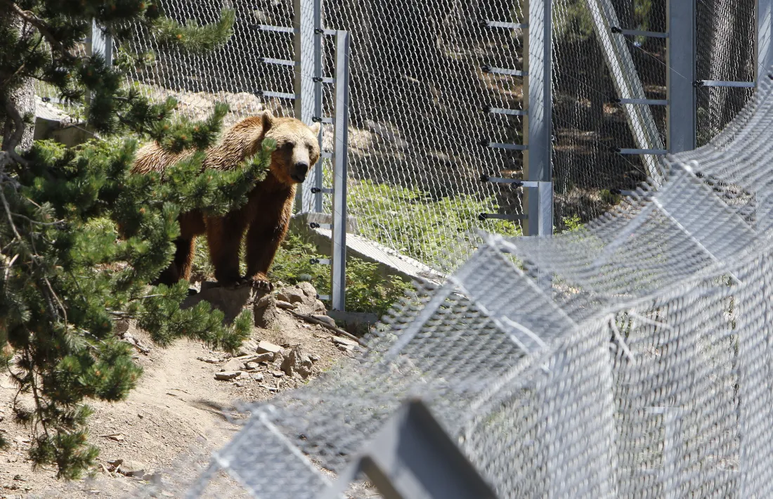 Els animalistes es pronuncien sobre la sentència absolutòria per l'animal abatut.