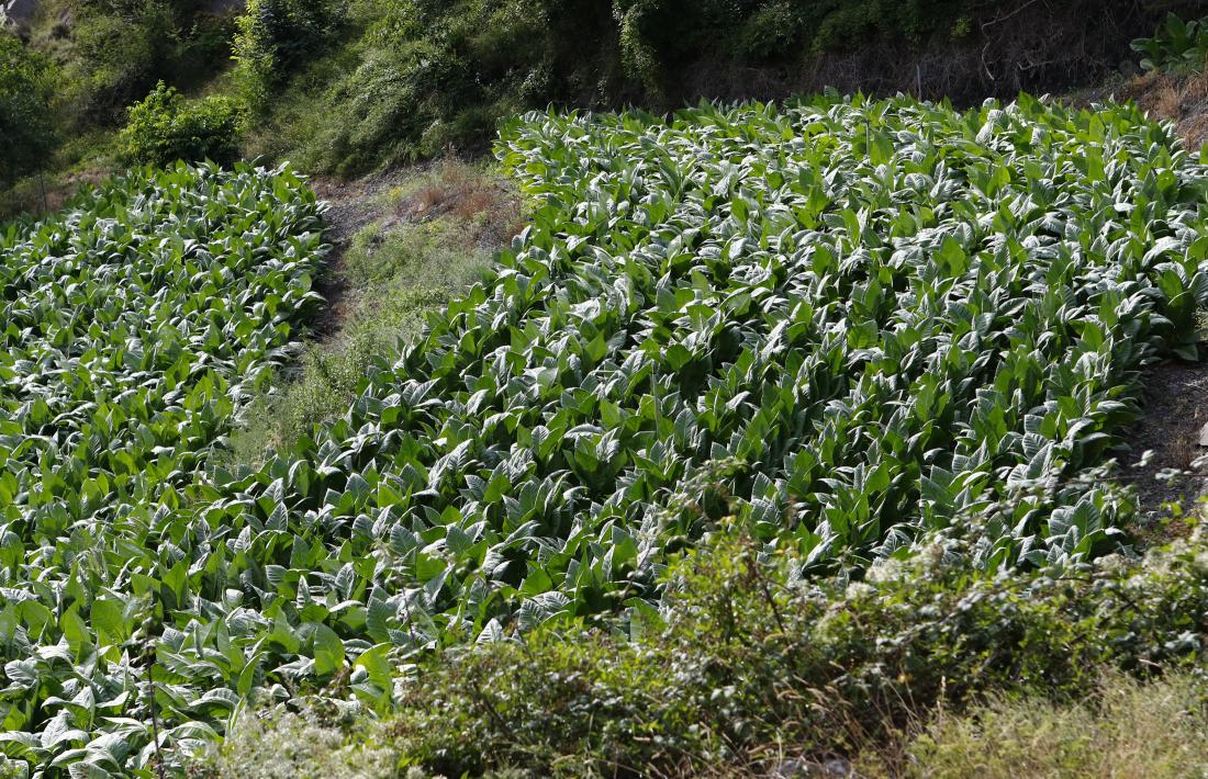 El cultiu del tabac representa únicament el 7,1% del total de superfície agrària útil.