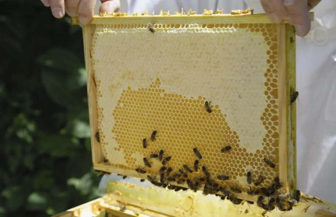 Un apicultor mostra un quadre on les abelles dipositen la mel.