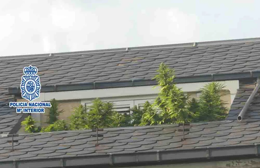 Les plantes eren ben visibles des de l'exterior.