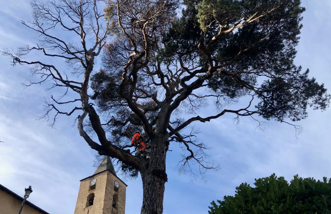 La intevenció al pi roig del carrer major ha començat aquest matí amb la poda de les branques mortes i culminarà la setmana que ve amb la "regeneració del sòl".