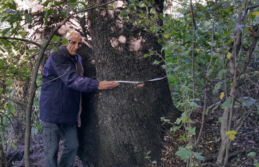 Orús, a l’octubre, mesurant l’alzinera monumental d’Auvinyà: fa 4,20 metres de perímetre i s’enfila fins als 14 metres d’alçada.