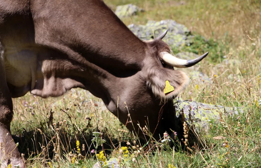 L'executiu vol obtenir el segell de la FAO.