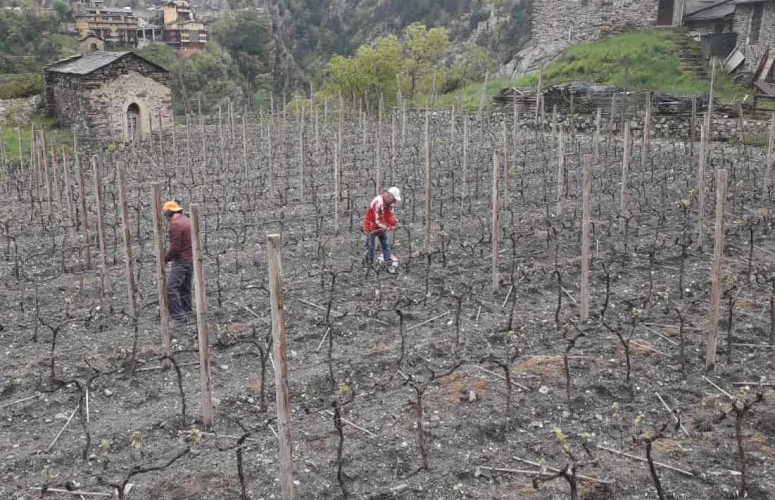 Les vinyes de Mas Berdaguer.