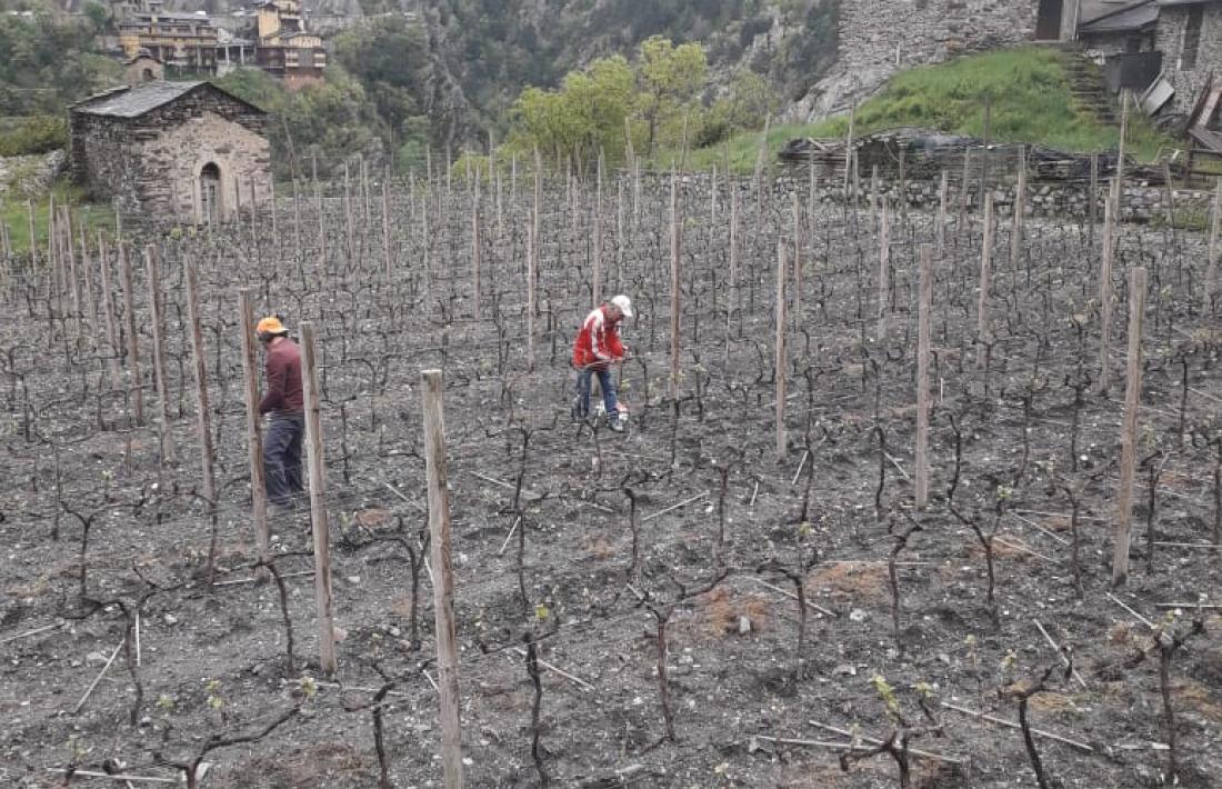Les vinyes de Mas Berdaguer.