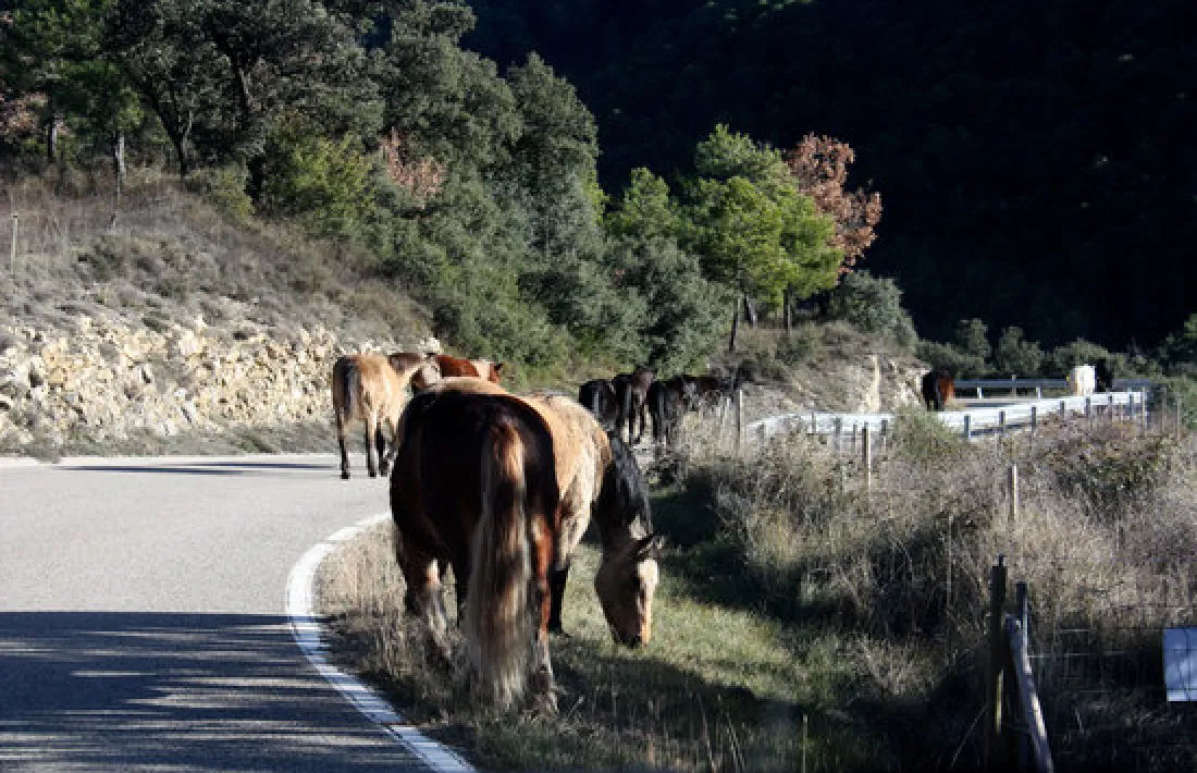  Cavalls de la Fundació Miranda fent la transhumància per Coll de Nargó. 