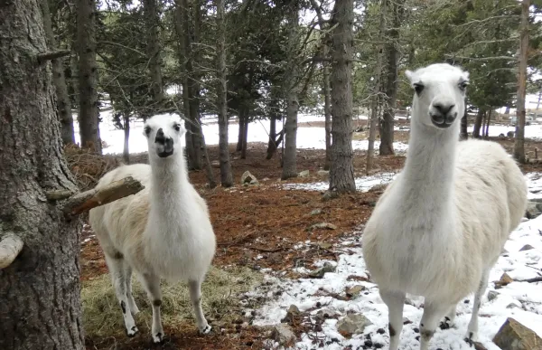 llamas_naturlandia_1