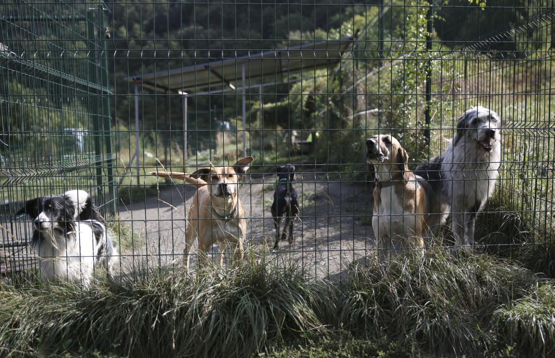 Gossos en un tancat de la gossera.