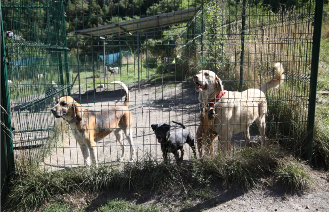 Cans a la gosses oficial.