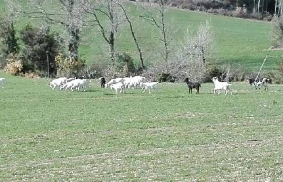 La problemàtica és recurrent: la imatge es correspon a un altre ramat de cabres ensalvatgides que deambulaven fa un temps per Oliana.