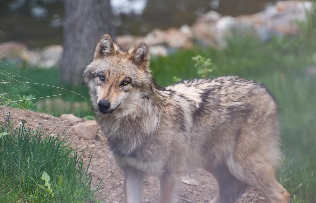 Un dels llops del parc d'animals de Naturlandia.
