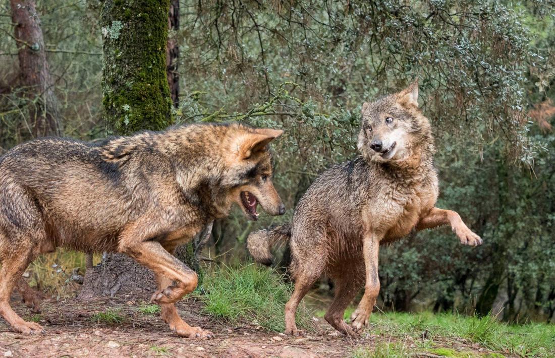 Entitats ecologistes pretenen crear un santuari per a llops al Pirineu