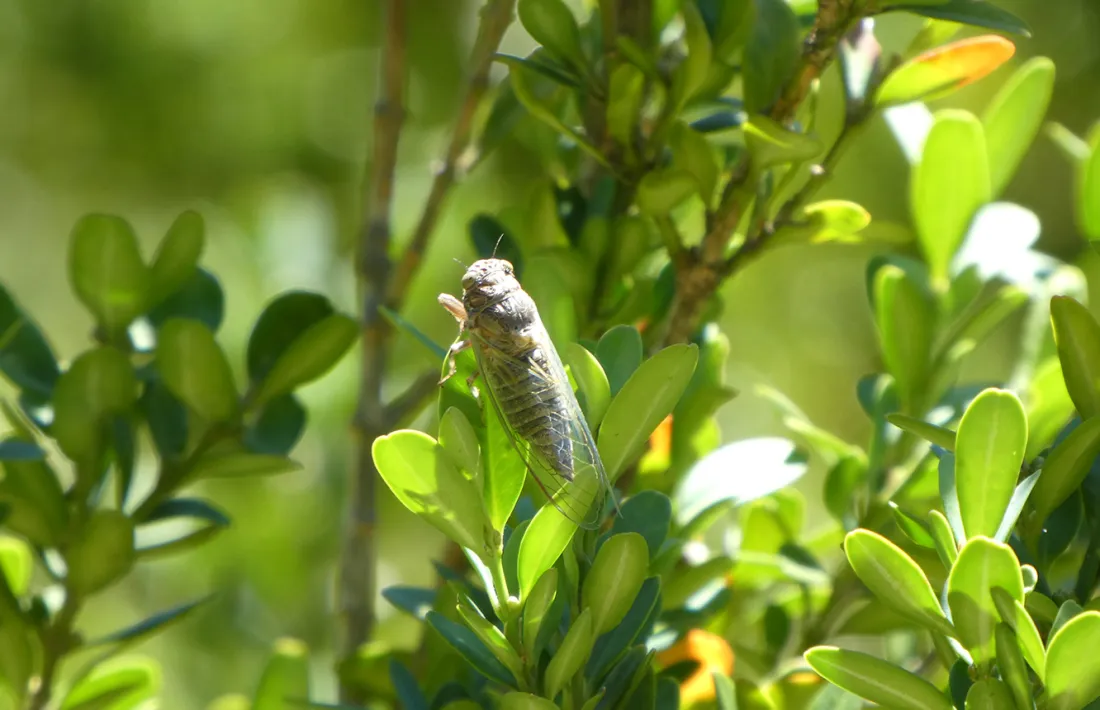Una de les espècies observades.