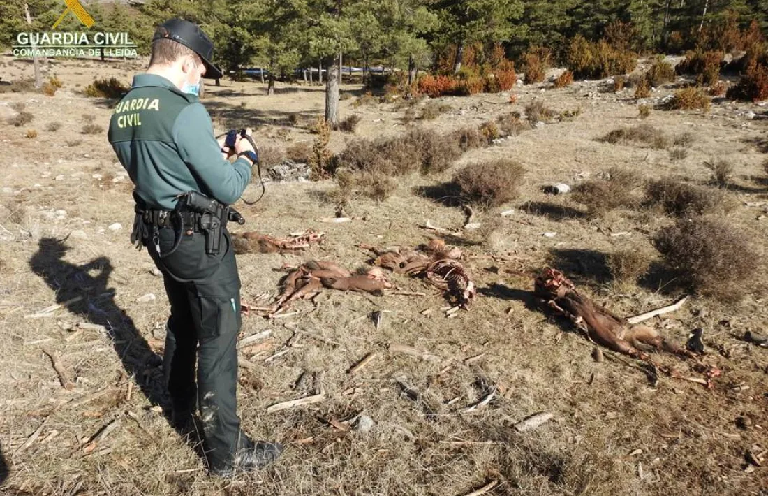 Imatge de les restes localitzades pels agents de la Guardia Civil