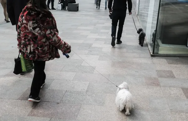 p._9.1_gossos_-_facundo_santana