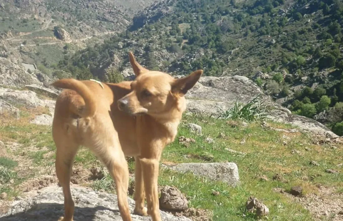 El Ray, l’animal que hauria mort a causa d’un tret d’una escopeta de balins.