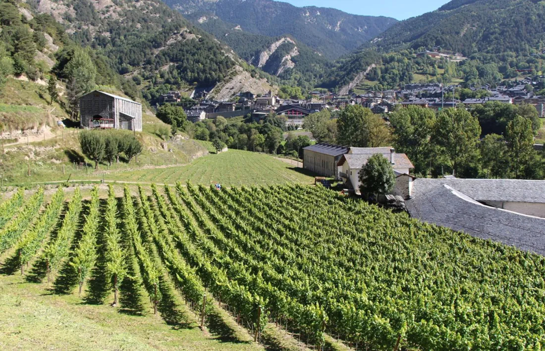 Una plantació de vinyes.