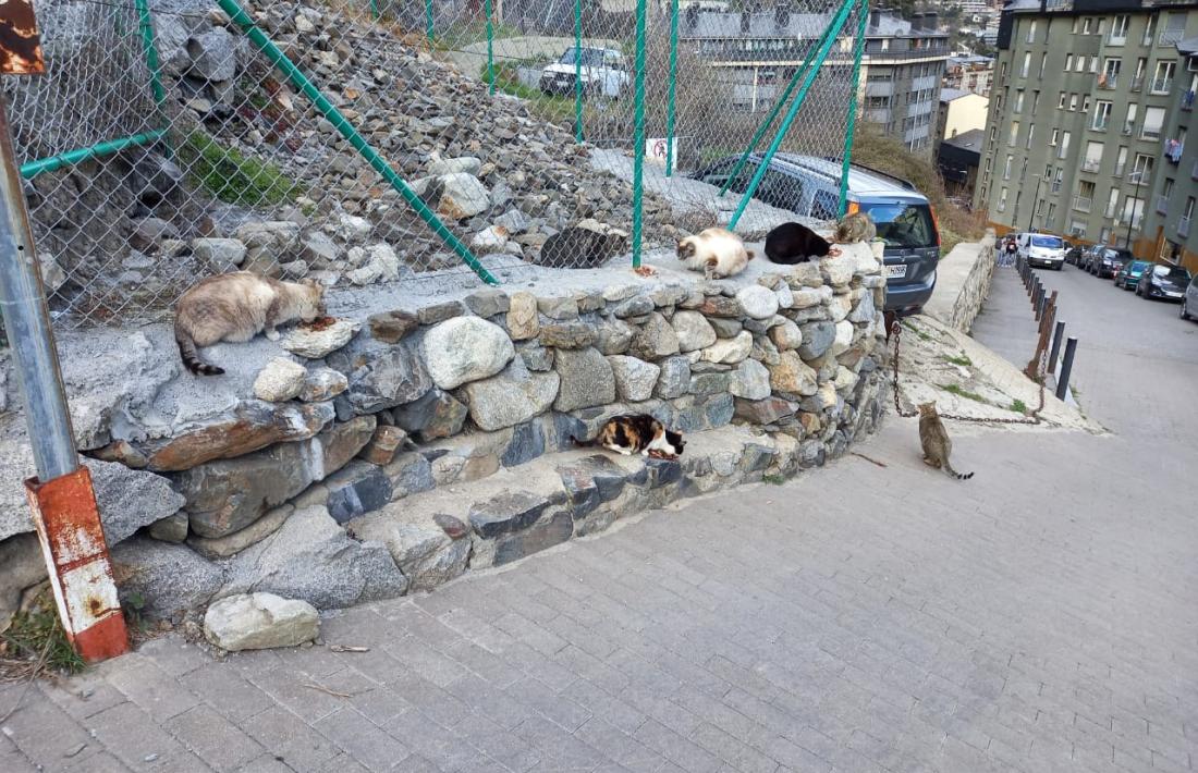 La colònia de gats del carrer Mestre Xavier Plana a Andorra la Vella que gestiona Laika.