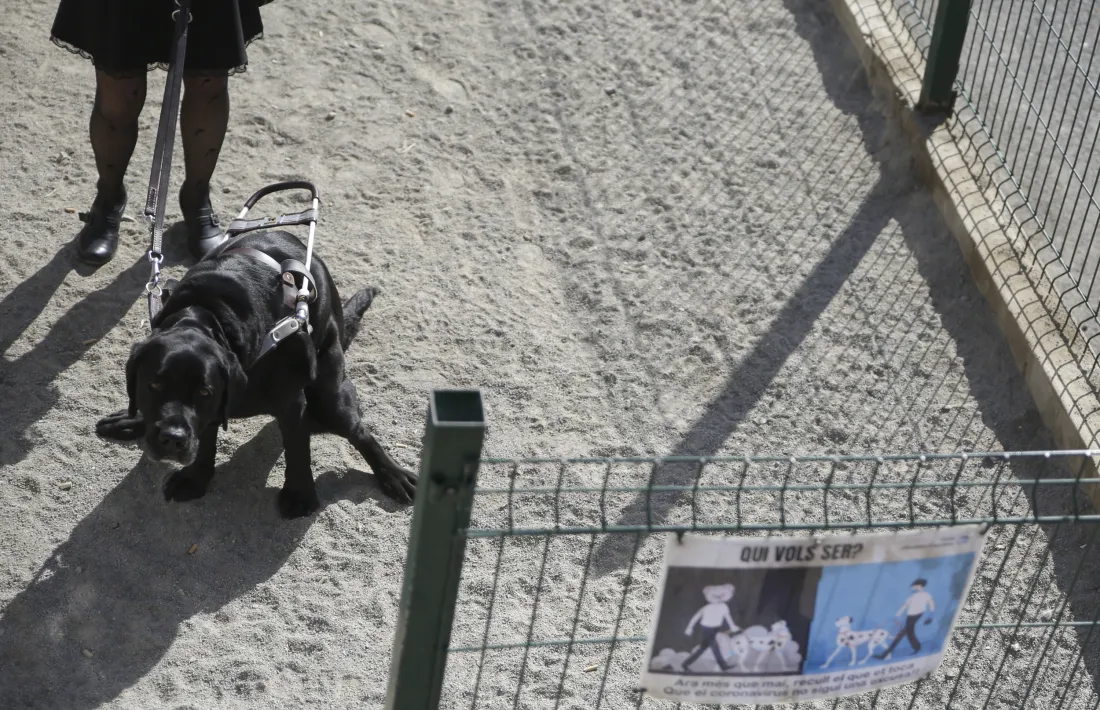Un gos en un pipicà d’Escaldes-Engordany.