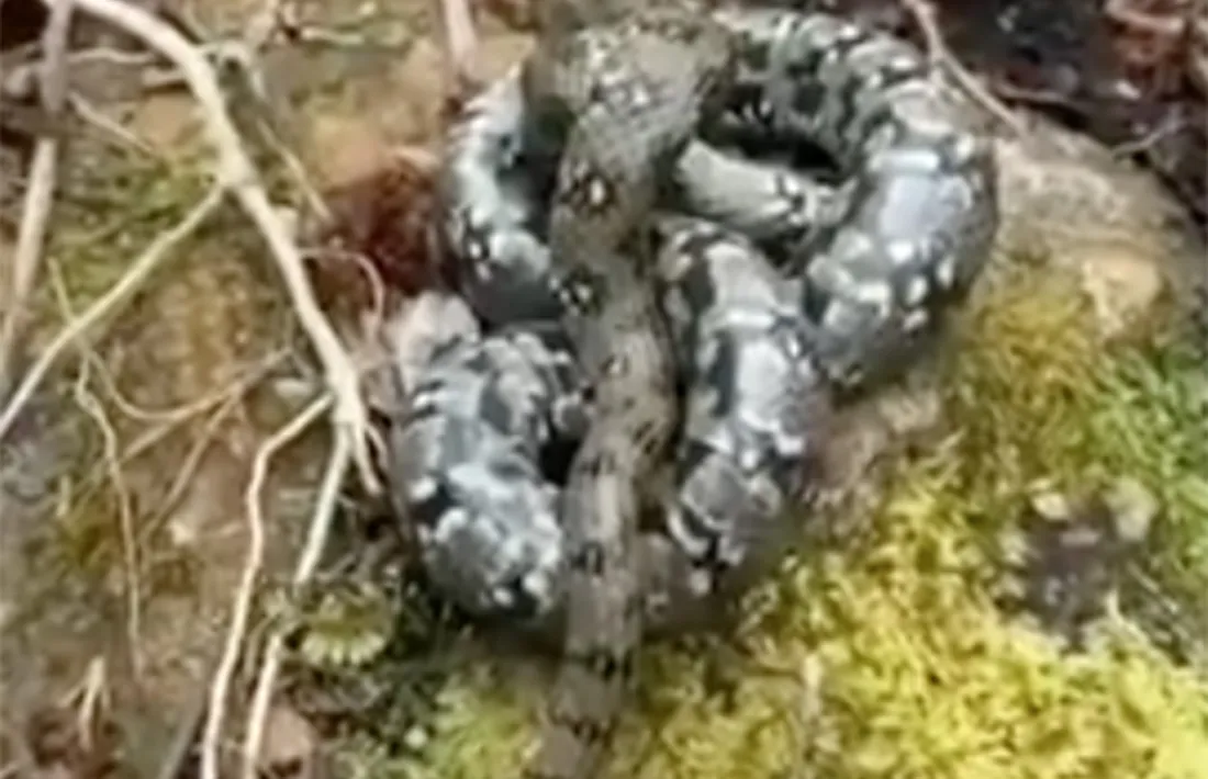 La colobra escurçonera capturada.