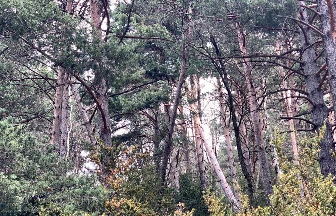 El Comú de la Massana inicia aquesta setmana els treballs que porta a terme cada temporada.