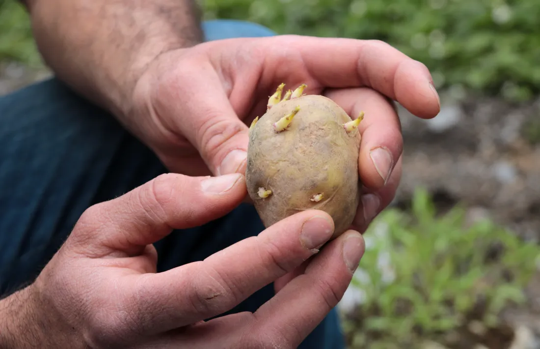  Imatge d’una trumfa de la varietat tradicional de Tírvia, una de les que s’intenten recuperar amb la iniciativa. 