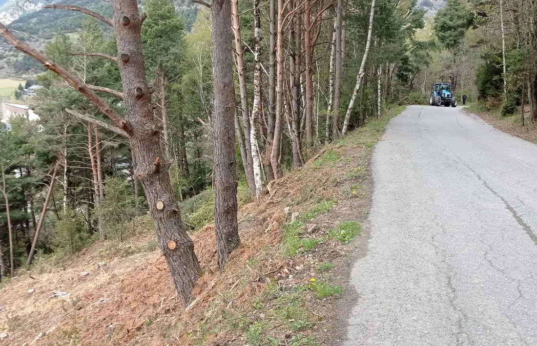 La tala d’arbres a mà esquerra de la carretera de la Gonarda. El bosc que hi havia era com el que es pot veure a l’altura del tractor.