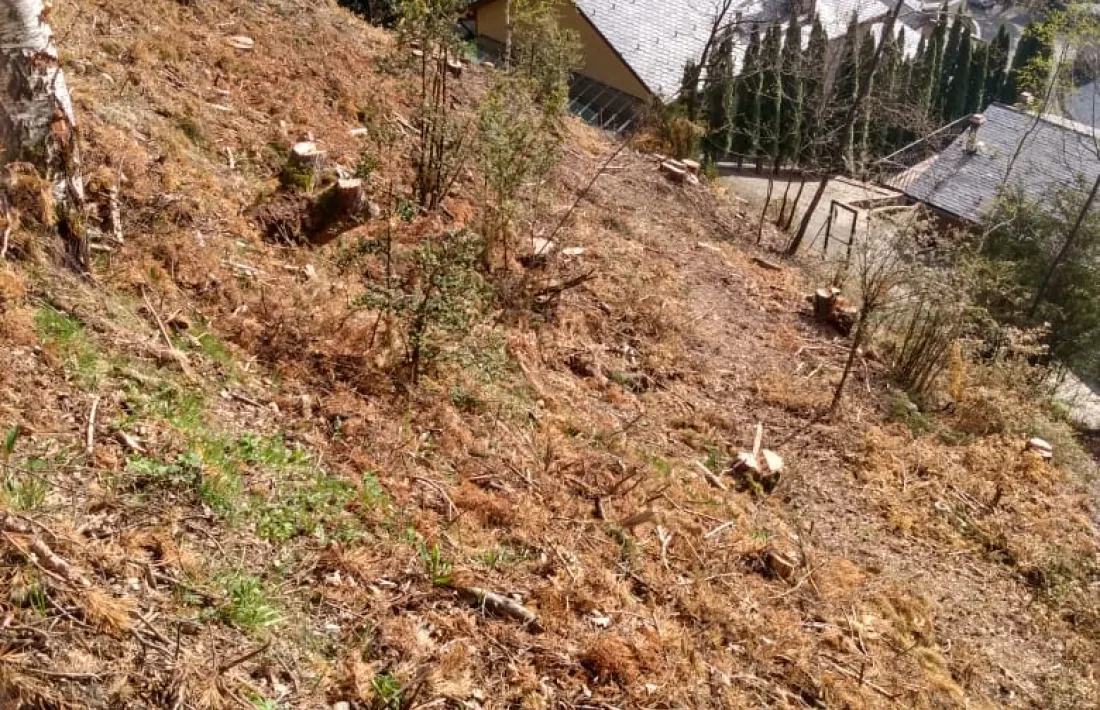L’espai d’uns 1.000 metres quadrats en què no hi ha quedat cap arbre.