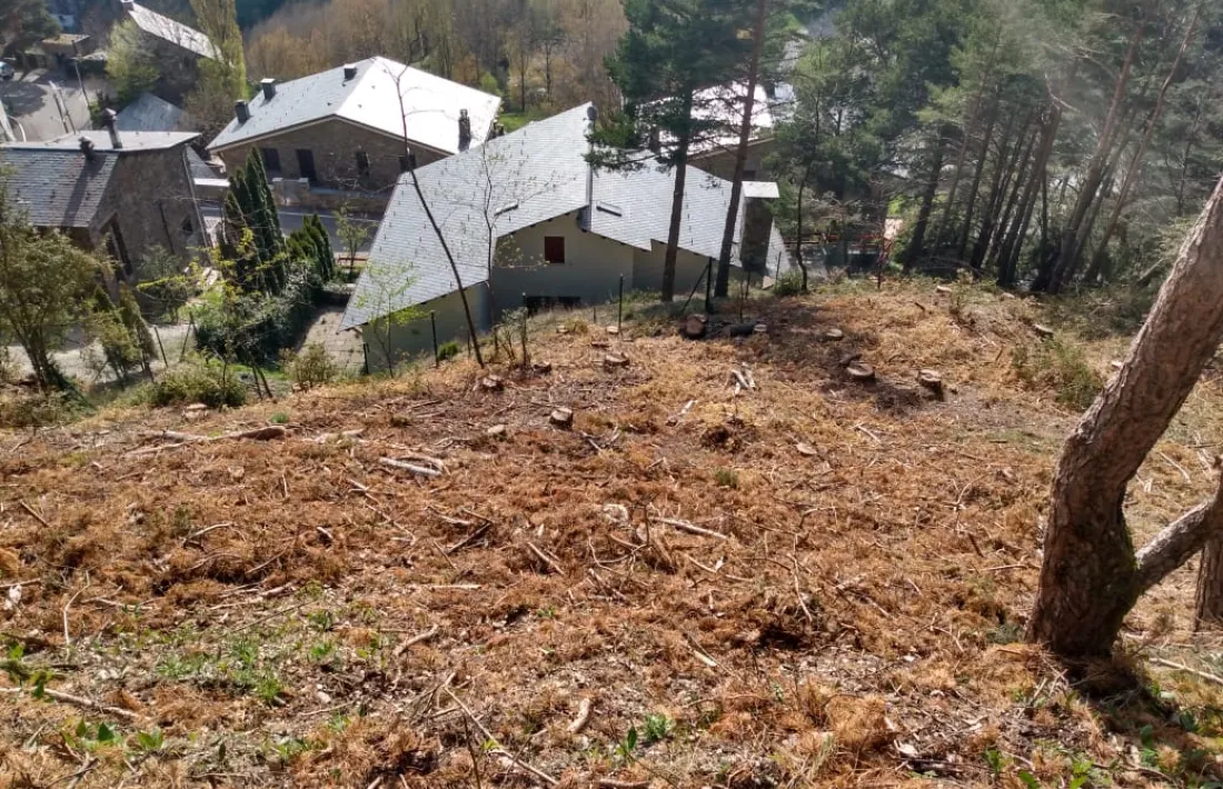 La zona que es va talar al bosc de l’Aldosa.