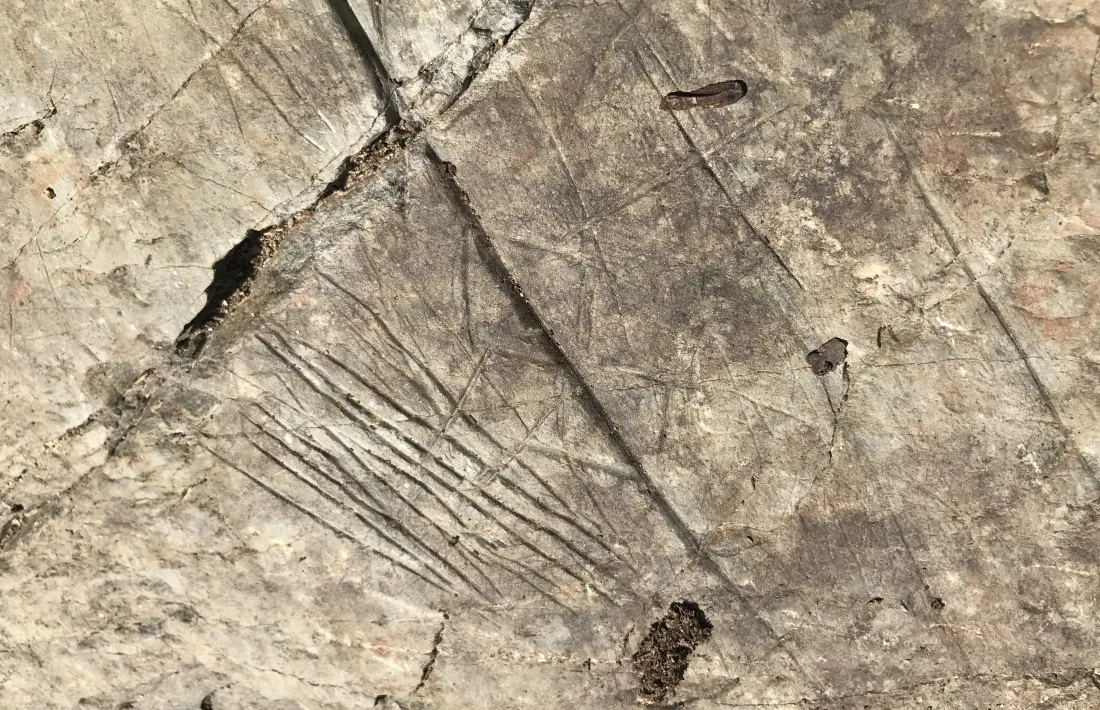 Gravats filiformes i romboidals.