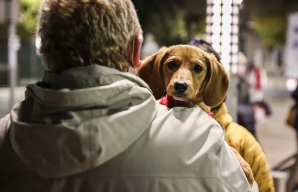 p._13.1_gossos_marxa_-_facundo_santana_2