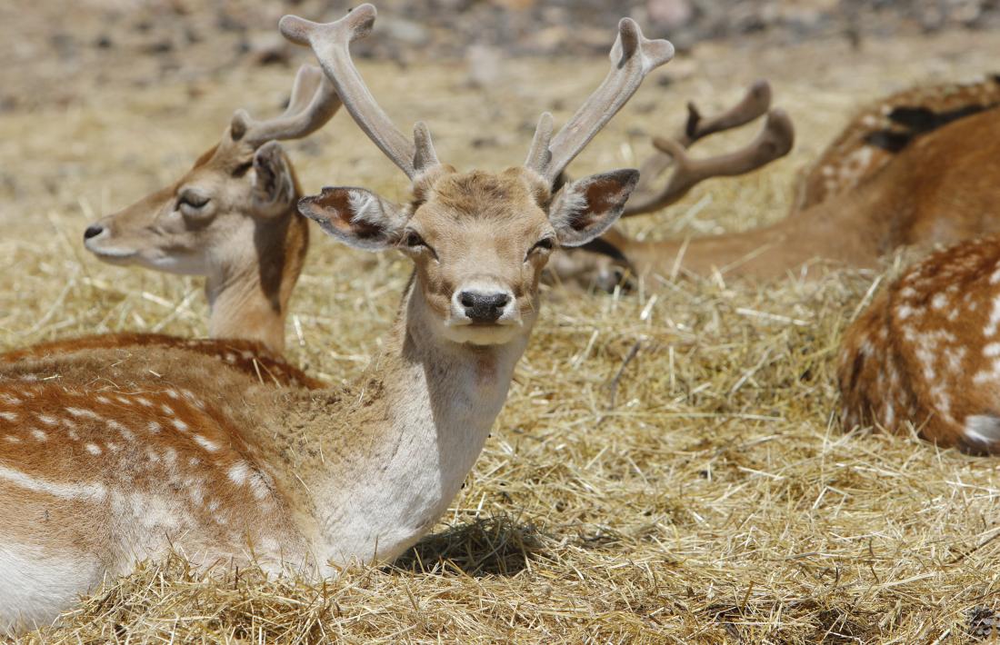 La reserva Wild Forest havia d’acollir 35 animals procedents del parc.