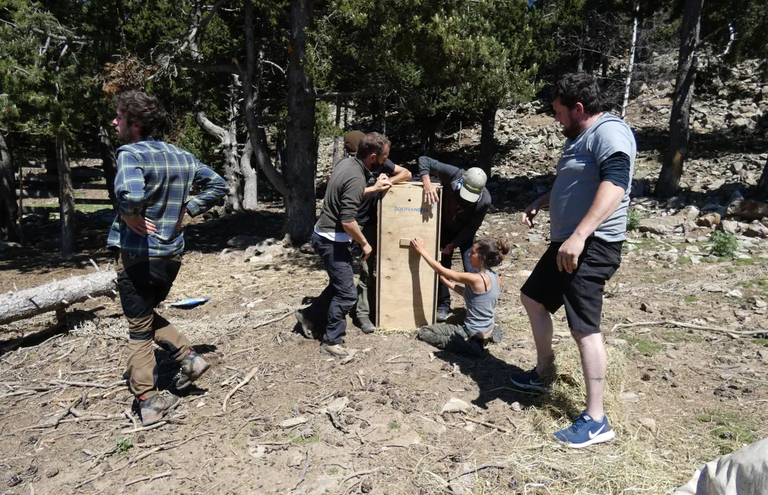 Un moment del trasllat dels animals.