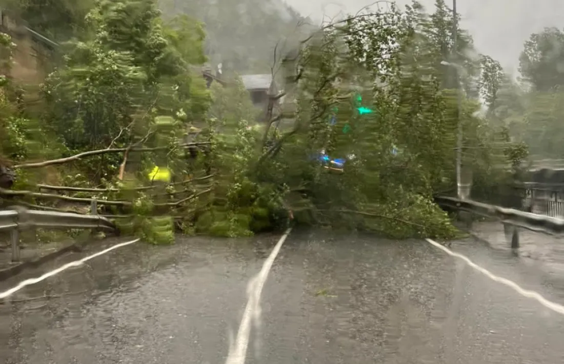 L'arbre caigut a la CG-3.