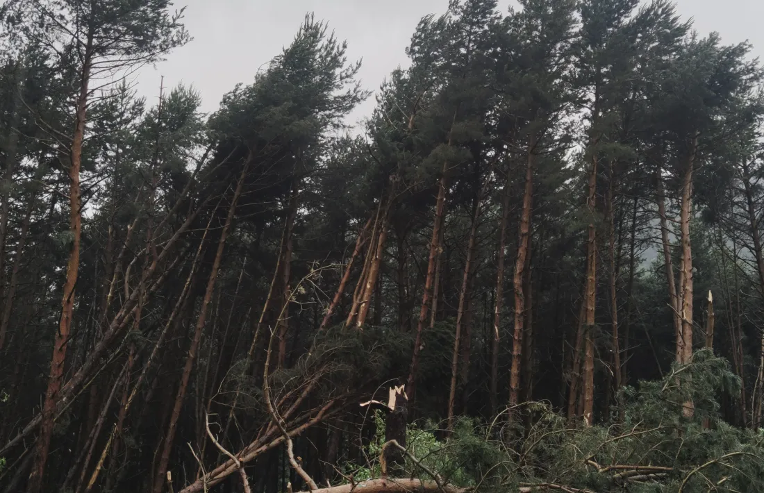 Arbres caiguts entre l’Aldosa i Anyós.