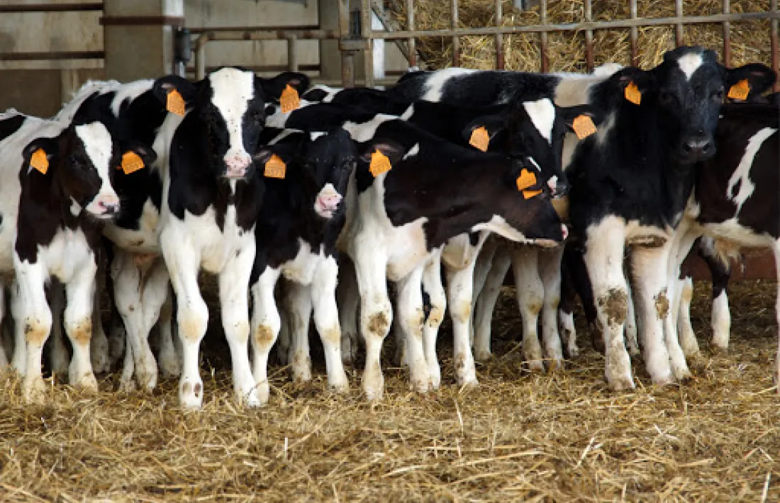 El sector ramader i la gestió dels boscos estan al centre del projecte defensat pels anticapitalistes. 