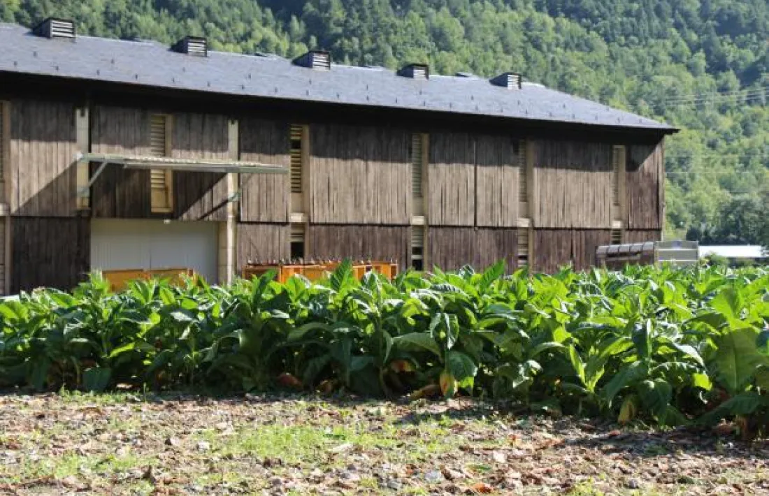 Camp de conreu de tabac. La planta ha protagonitzat un conflicte històric a les Valls d’Andorra. 