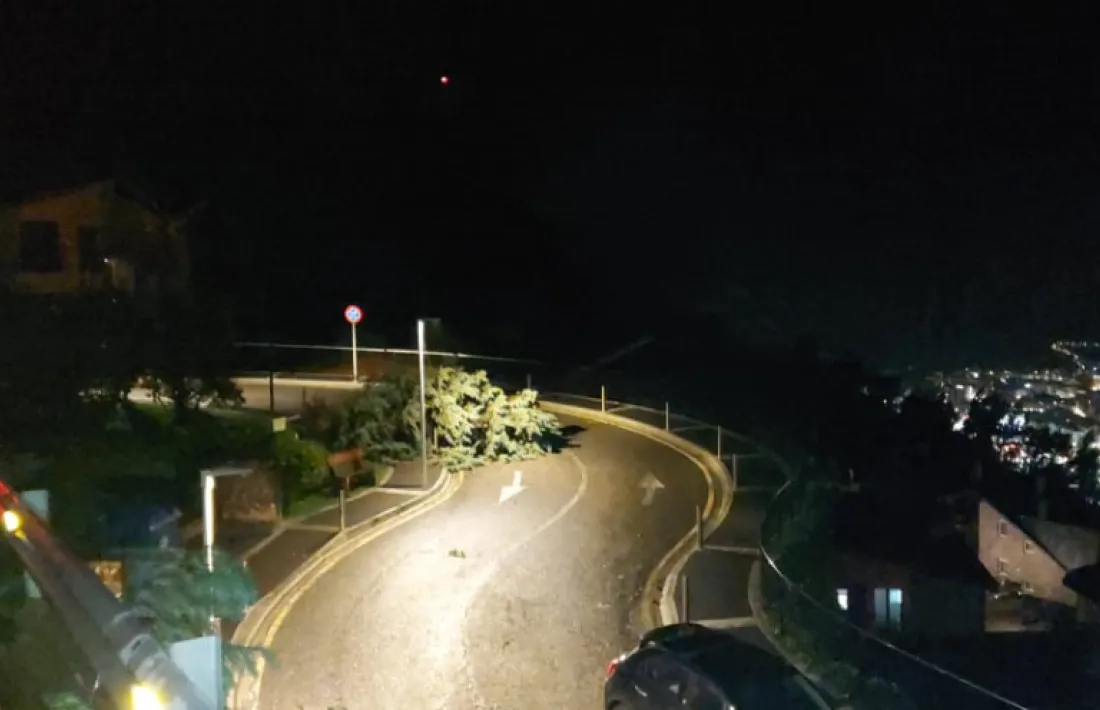 Arbre caigut a la carretera de la Plana.