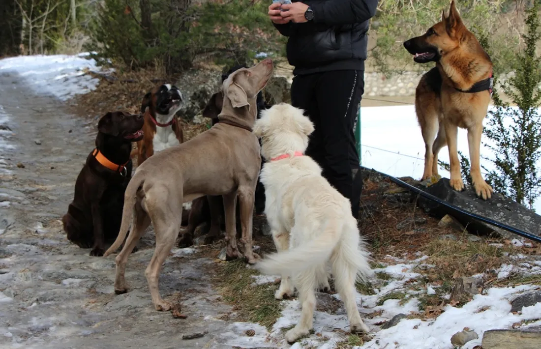 Animals de companyia.