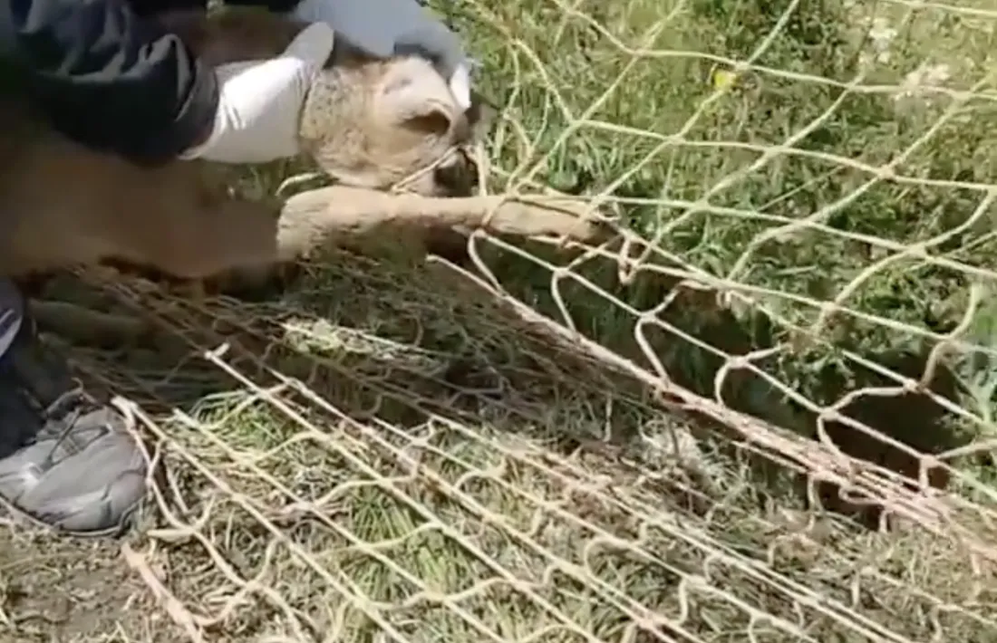 La cria de cabirol rescatada pels banders.