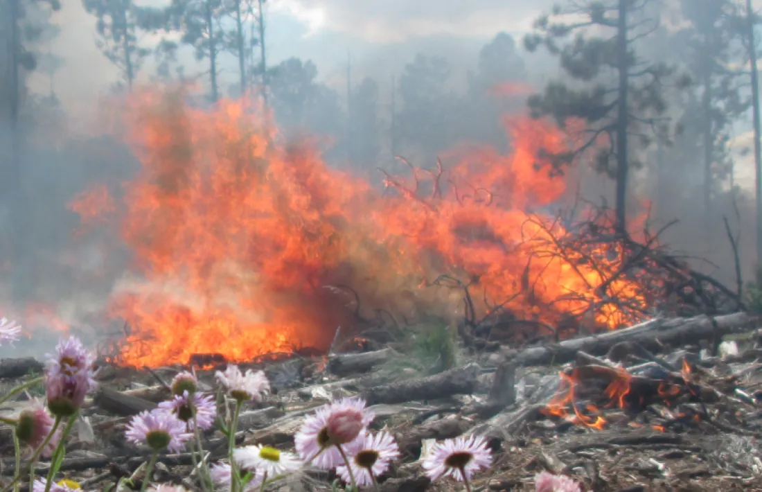Un incendi forestal.