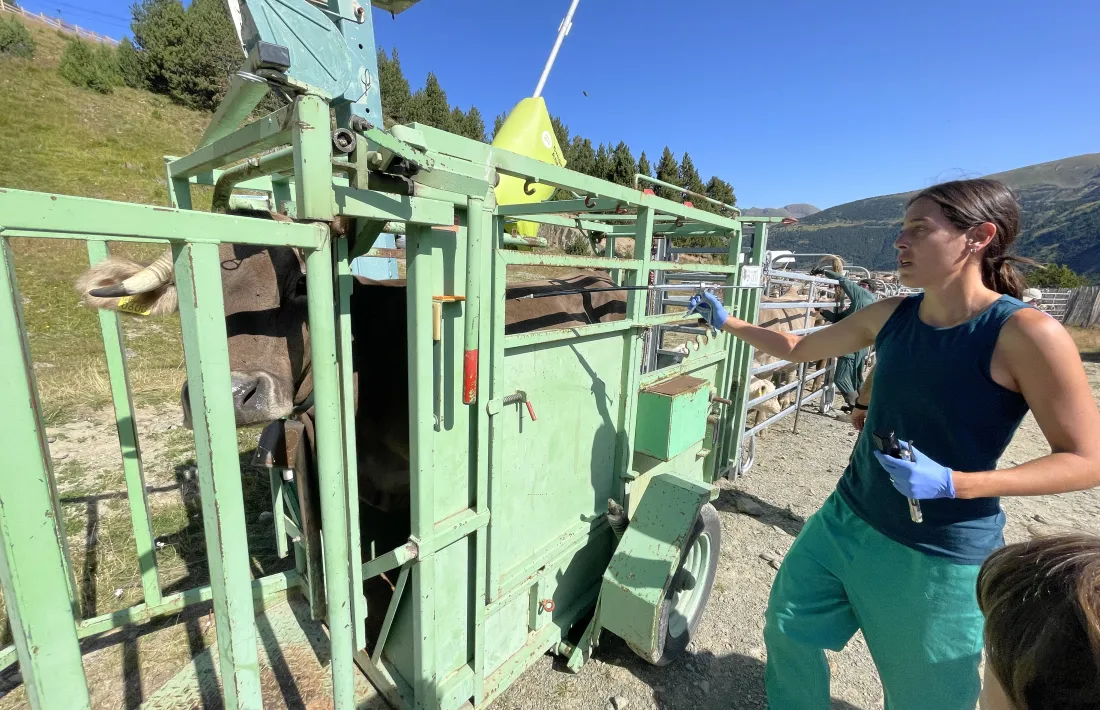 Més de 200 caps de bestiar s'han sotmès al sanejament, avui, a Canillo.