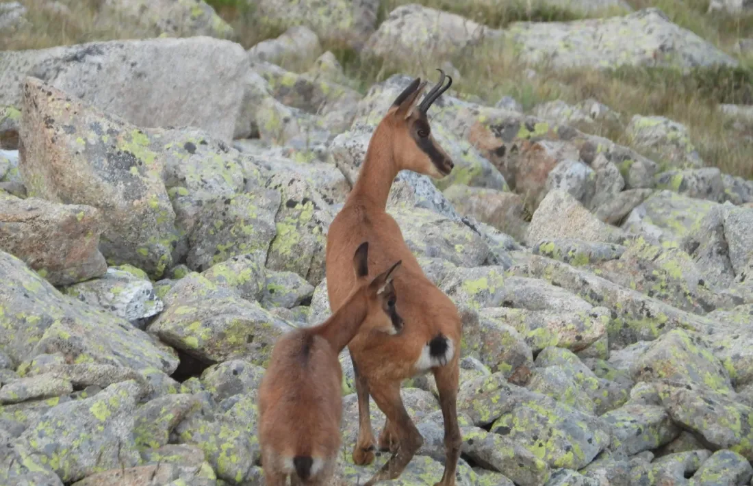 El recompte d’isards ha detectat una població absoluta de 1.217 animals a les muntanyes del país.