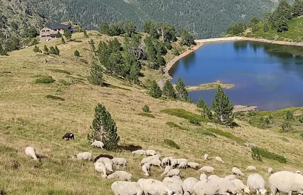 ramat_dovelles_al_comapedrosa_2021