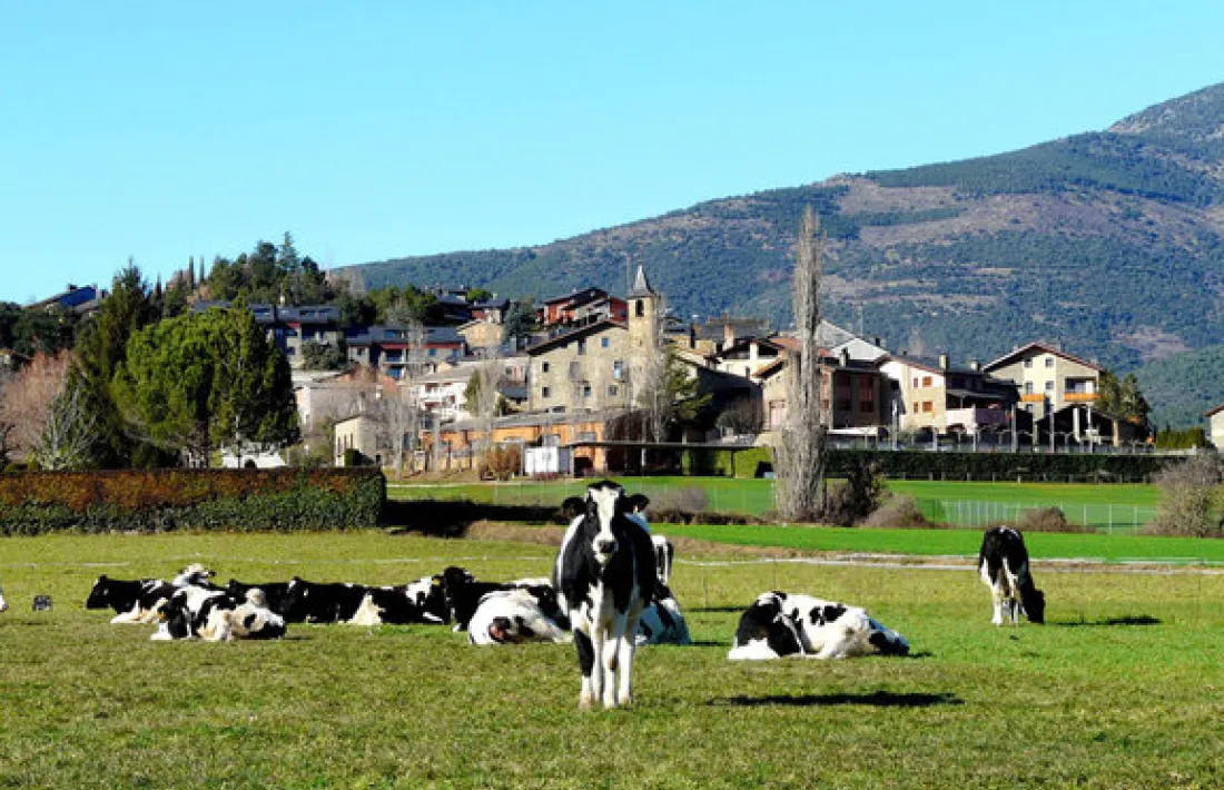 Vaques en una explotació a Aravell. 