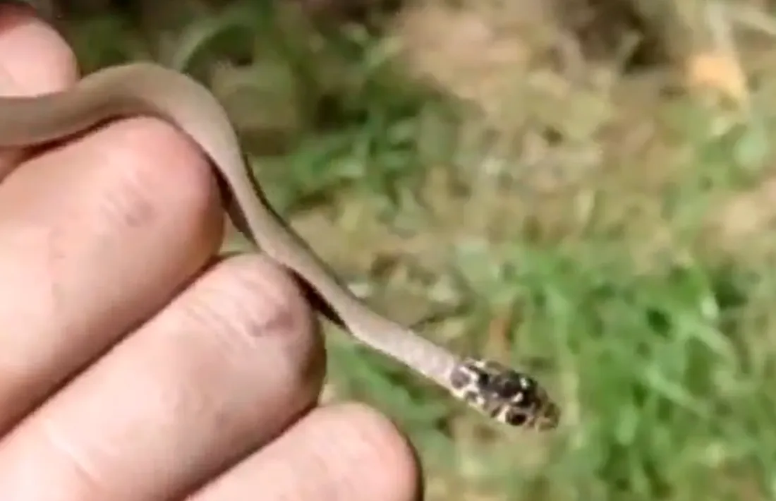 Captura de pantalla d'un vídeo dels banders on es veu com capturen la serp.