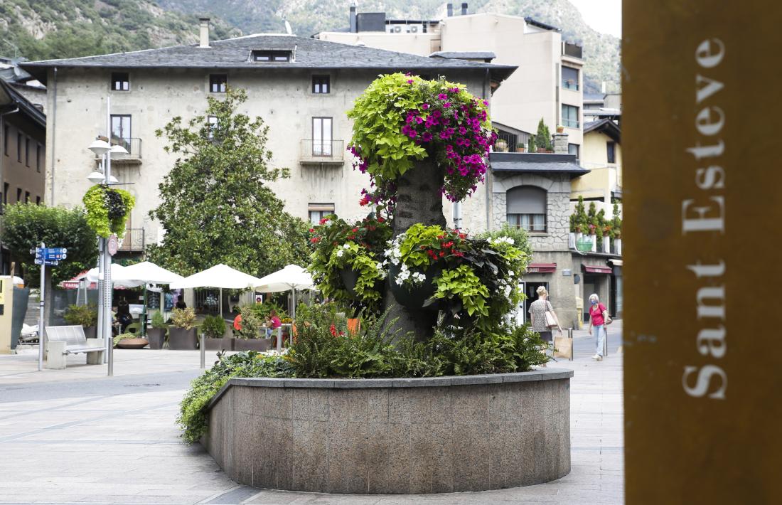 La soca de l’avet tallat a principi de mes, en primer pla, i al fons, el magnolier ‘indultat’.