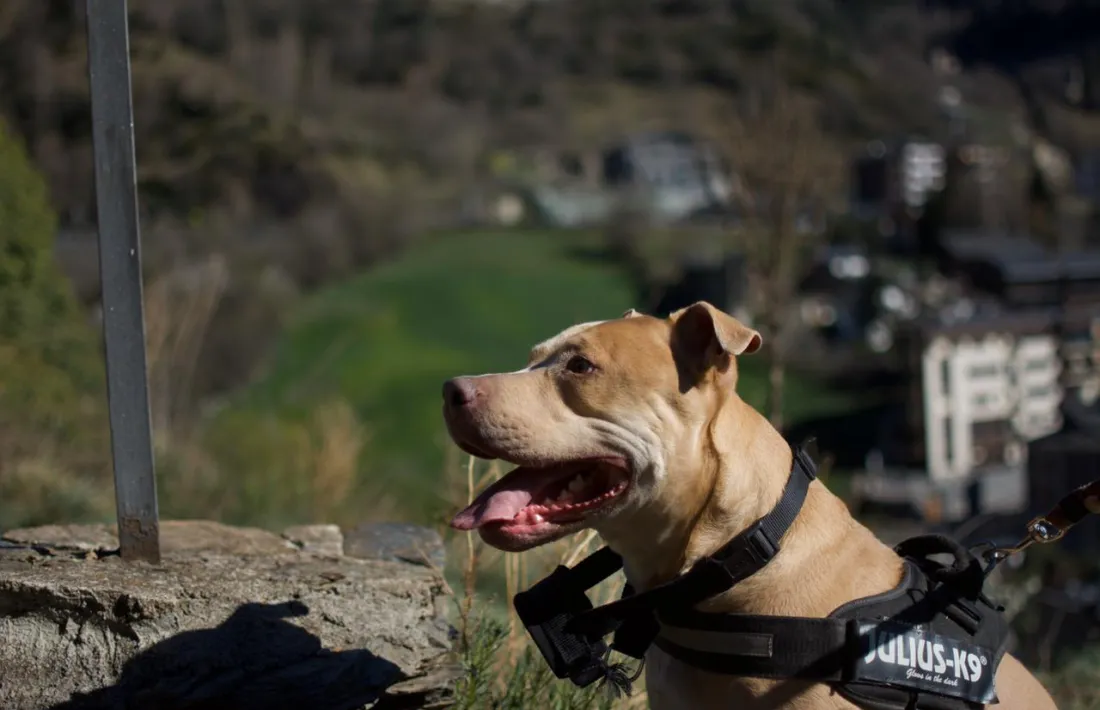 En Kurt té quatre anys i mig, és una barreja d’American i Pitbull i és considerat un gos de raça potencialment perillosa. 
