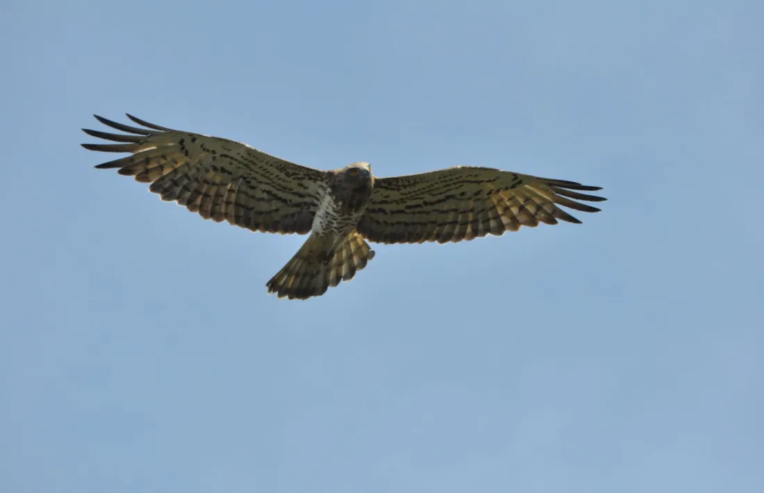Una àliga marcenca. Un dels exemplars albirats en la ruta migratòria cap a terres càlides on passaran l’hivern.