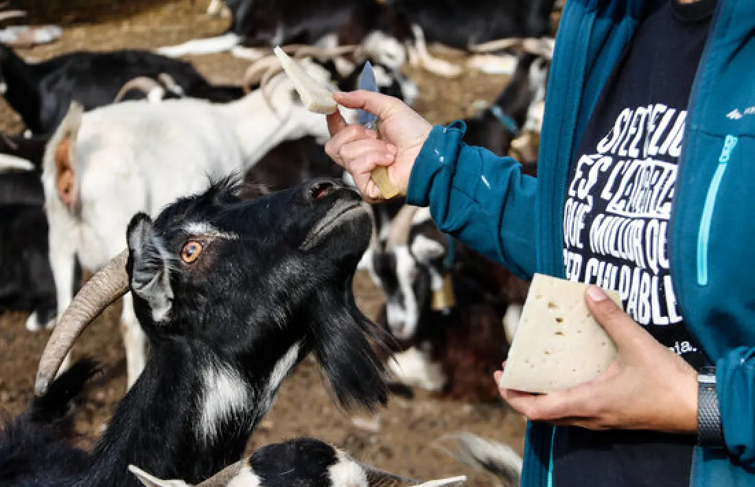 L'associació aplega ramaders i productors. 